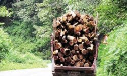 کشف بیش از ۱۶ تن چوب قاچاق در الیگودرز