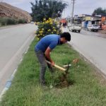 آغاز عملیات کاشت درخت در بلوارهای سطح شهر مسجدسلیمان