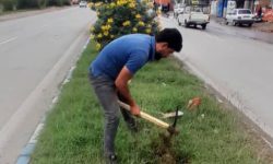 آغاز عملیات کاشت درخت در بلوارهای سطح شهر مسجدسلیمان