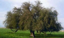 درخت کُنار را دریابیم