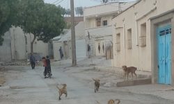 سگ‌های بی‌نام در شهری بی‌پناه روایتی از بحران، غفلت و امکان در مسجدسلیمان
