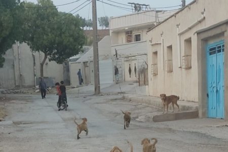 سگ‌های بی‌نام در شهری بی‌پناه روایتی از بحران، غفلت و امکان در مسجدسلیمان